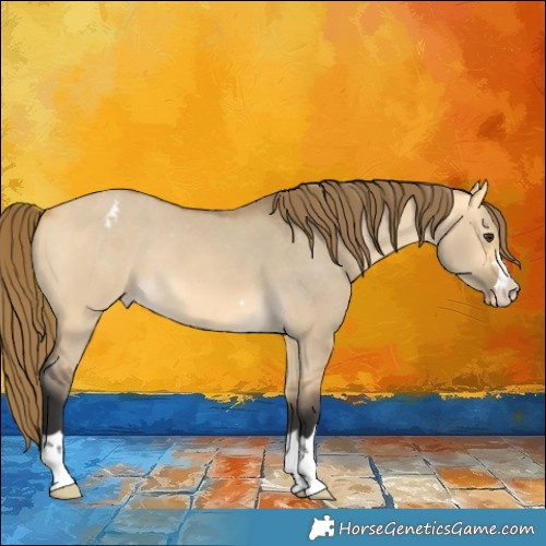 Horse Color:Buckskin Dun Appaloosa 