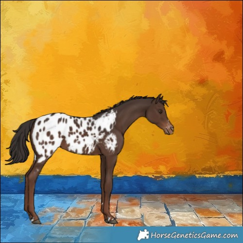 Horse Color:Liver Chestnut Appaloosa 