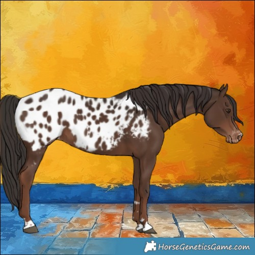 Horse Color:Liver Chestnut Appaloosa 