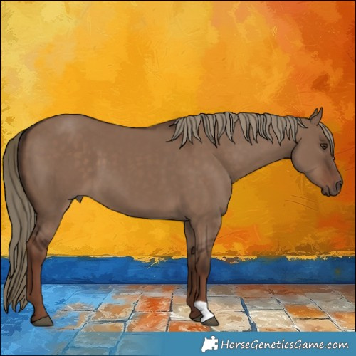 Horse Color:Liver Red Dun 