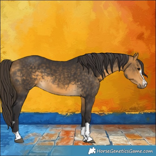 Horse Color:Buckskin