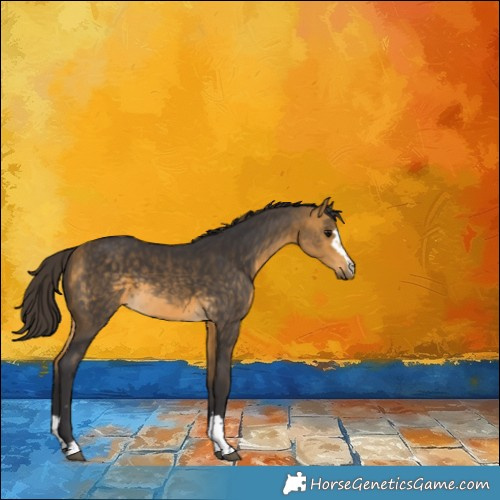 Horse Color:Buckskin 