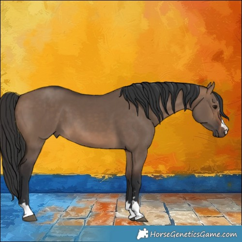 Horse Color:Brown Dun 