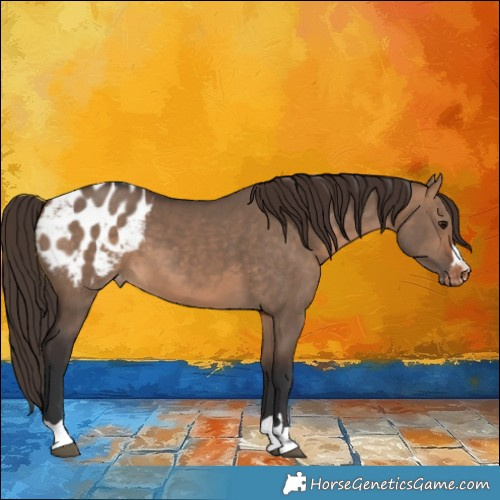 Horse Color:Bay Dun Appaloosa