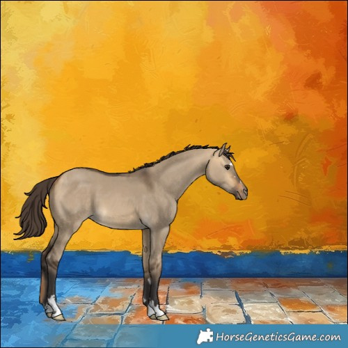 Horse Color:Buckskin Dun 