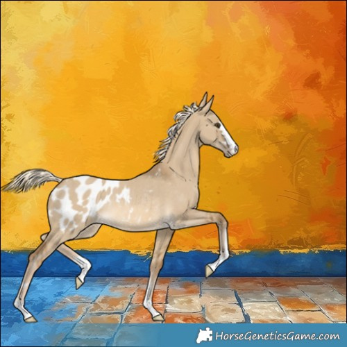 Horse Color:Chocolate Palomino Dun Appaloosa Rabicano 