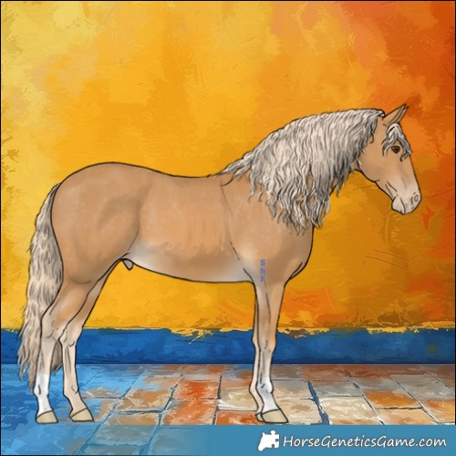 Horse Color:Palomino Appaloosa 