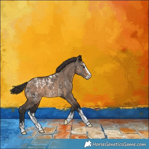 Horse Color:Grullo Frame Appaloosa  and Brown Dun Splash Appaloosa 