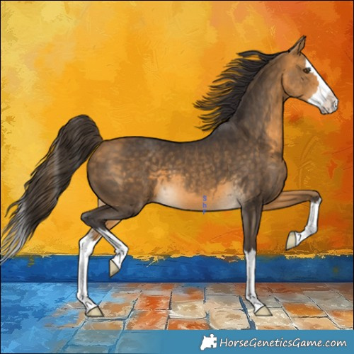 Horse Color:Buckskin Splash 