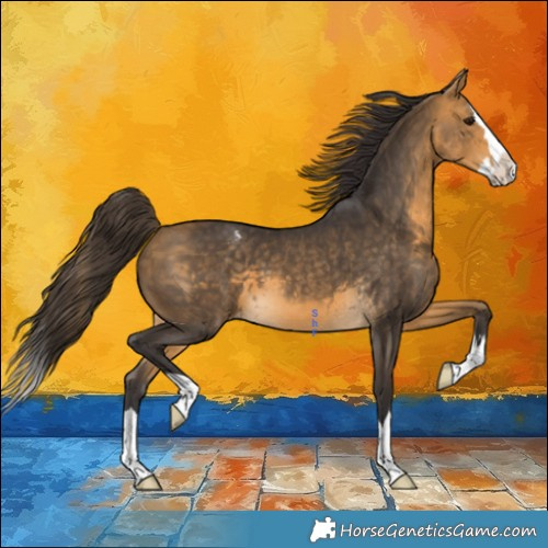Horse Color:Buckskin Splash Appaloosa 