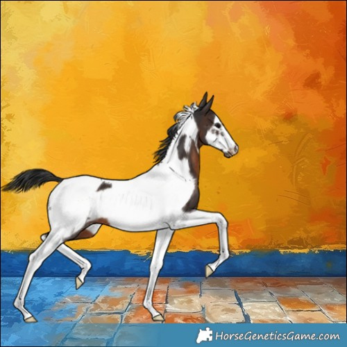 Horse Color:Brown Tobiano Frame Appaloosa 