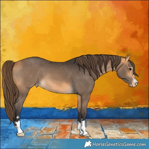 Horse Color:Buckskin Appaloosa