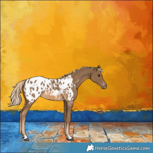 Horse Color:Chocolate Palomino Appaloosa 