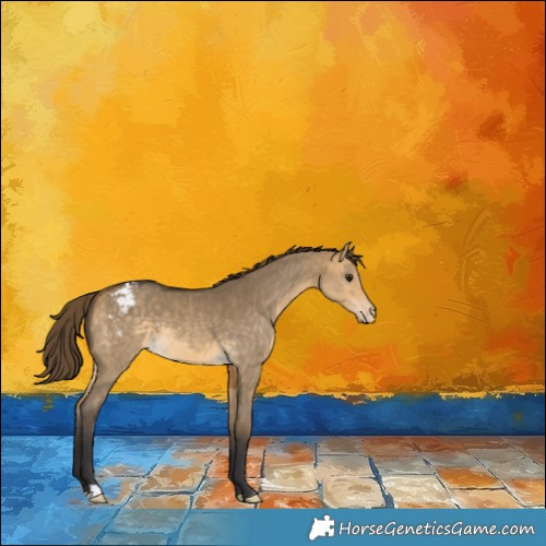 Horse Color:Buckskin Dun Appaloosa 