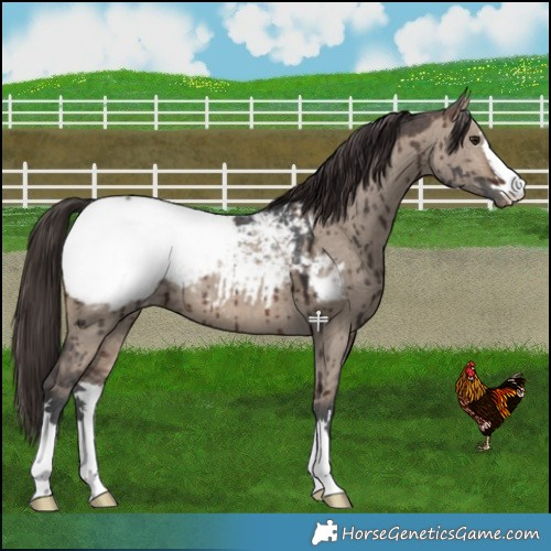 Horse Color:Brown Ice Dun Snowcap Brindle 