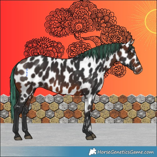 Horse Color:Painted Brown Appaloosa 