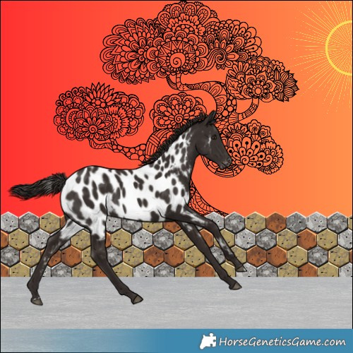Horse Color:Liver Chestnut Appaloosa 