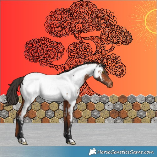 Horse Color:Bay Appaloosa 