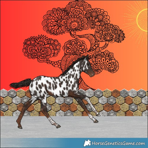 Horse Color:Liver Chestnut Tobiano Appaloosa 