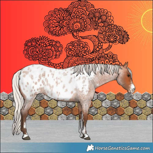 Horse Color:Powder White Silver Bay Roan Appaloosa 