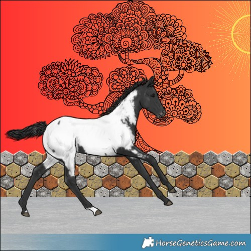 Horse Color:Black Appaloosa 