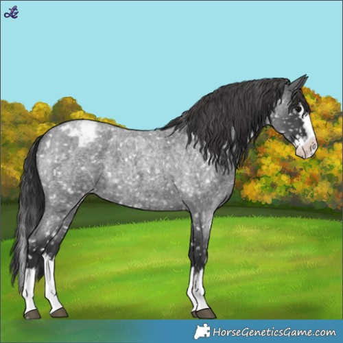 Horse Color:Blue Roan Splash Snowflake Varnish