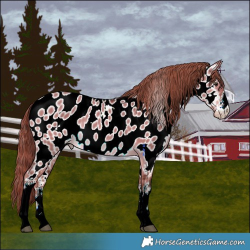 Horse Color:White Spotted Liver Red Dun Appaloosa Rabicano 