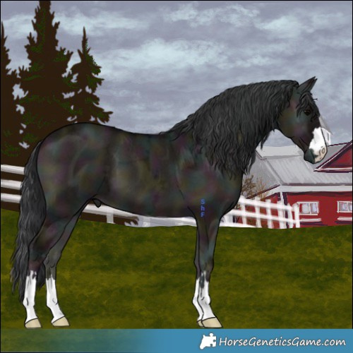 Horse Color:Midnight Grullo Ice Onyx 