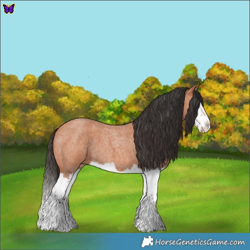 Horse Color:Bay Roan Splash