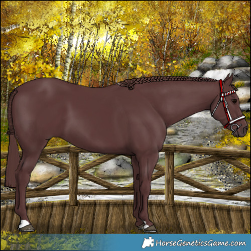 Horse Color:Chocolate Black