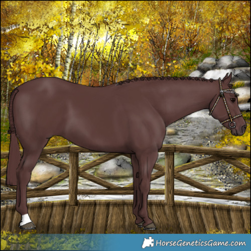 Horse Color:Chocolate Black 