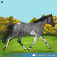 Horse Color:Blue Roan Tobiano 