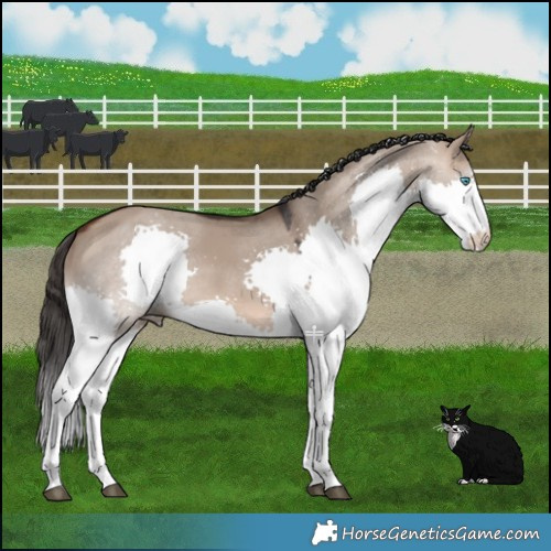 Horse Color:Brown Dun Splash