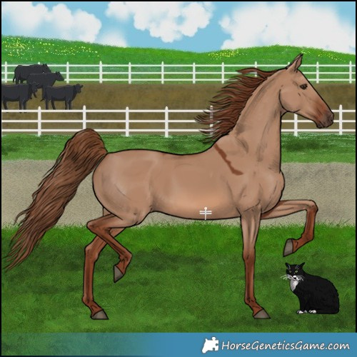 Horse Color:Red Dun 