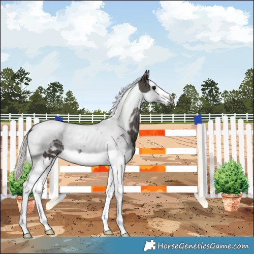 Horse Color:Gray Silver Black Splash Tobiano 