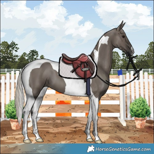 Horse Color:Gray Silver Grullo Tobiano 