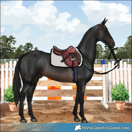 Horse Color:Gray Brown 