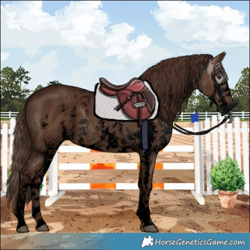 Horse Color:Gray Void Chestnut Sabino 