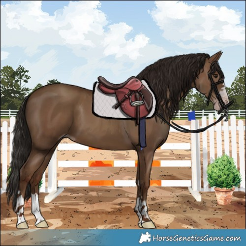 Horse Color:Gray Classic Champagne 