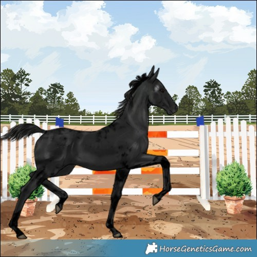 Horse Color:Gray Void Black Tobiano 