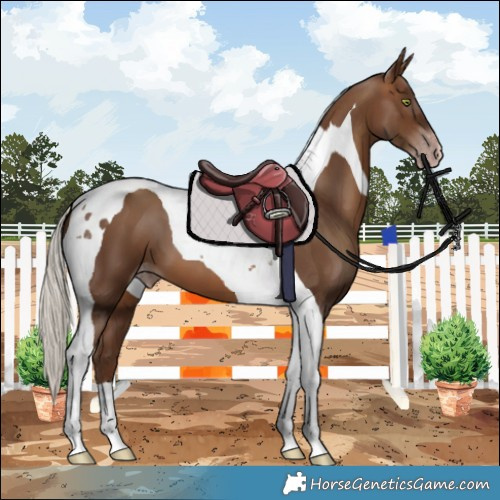 Horse Color:Gray Silver Sable Champagne Tobiano 