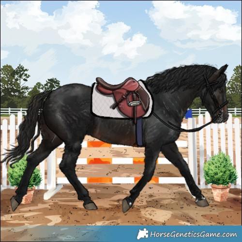 Horse Color:Gray Brown 