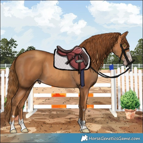 Horse Color:Gray Gold Champagne 