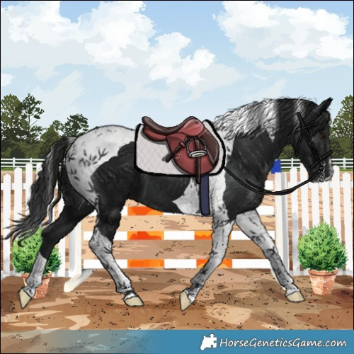 Horse Color:Gray Black Tobiano 