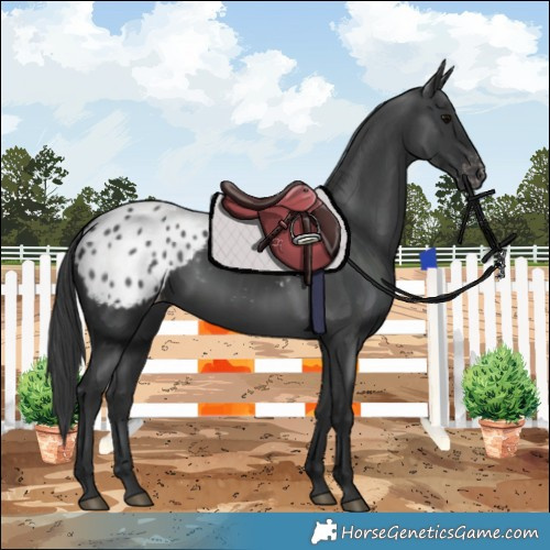 Horse Color:Black Appaloosa 