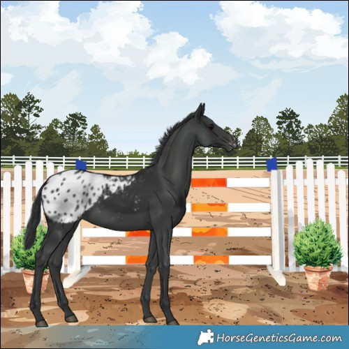 Horse Color:Black Appaloosa 