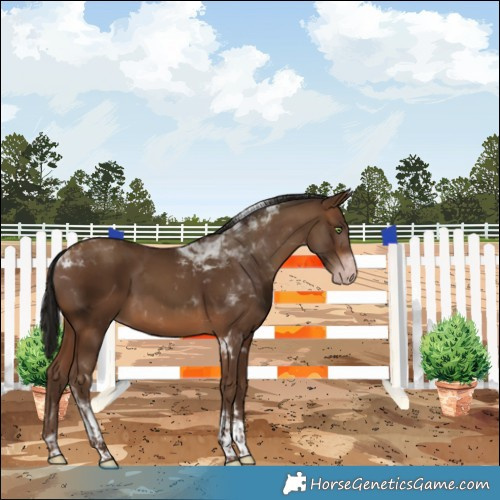 Horse Color:Gray Amber Champagne Tobiano 