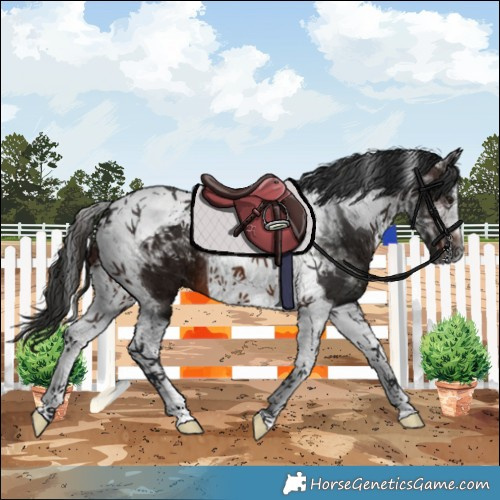 Horse Color:Gray Brown Tobiano 