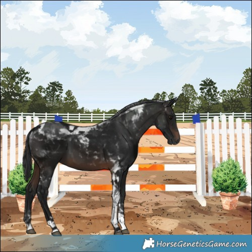 Horse Color:Gray Brown Tobiano 