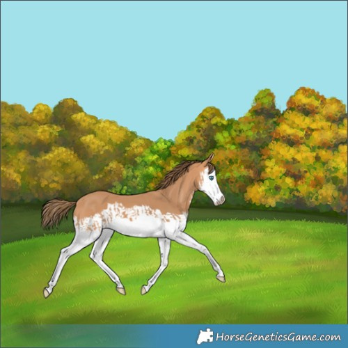 Horse Color:Gray Perlino Splash  and Gray Perlino Splash 